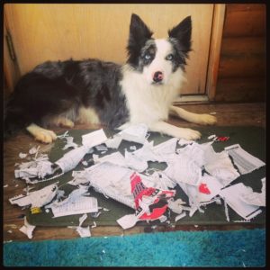Border collie destroy the house