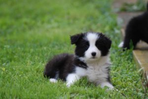 Dolce & Gabbana At Real Pearl - ELLIE puppy